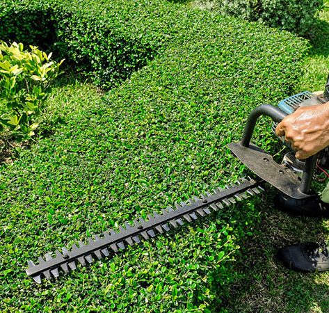 Hedge trimming