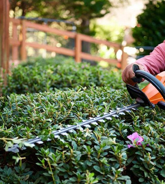 Hedges trimming